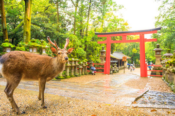 Екскурзии и почивки до Парк за елени Нара