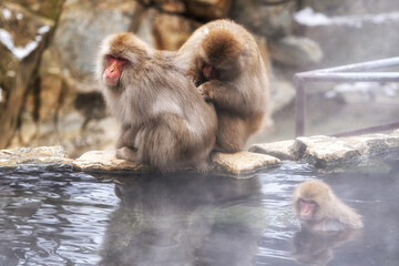 Екскурзии и почивки до Парк за маймуни Jigokudani