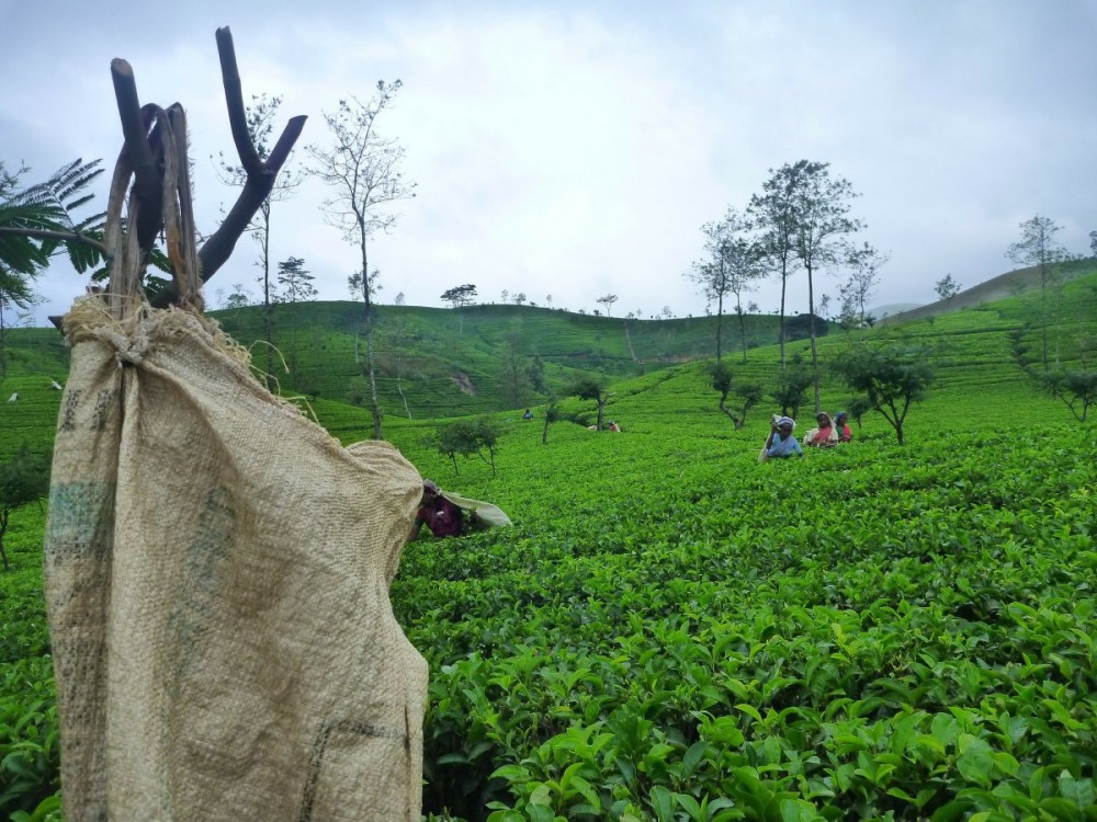Екскурзия в ШРИ ЛАНКА - благословената земя, 7 нощувки, с водач от България! - снимка 6