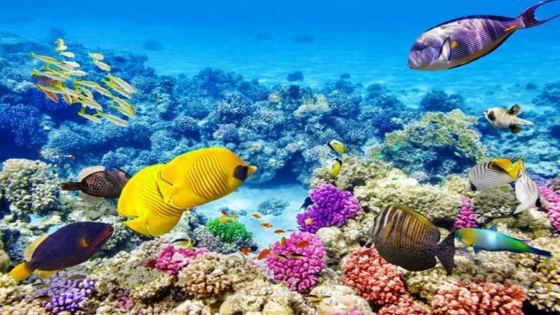 All Inclusive почивка в Хургада с полет от Пловдив - ЕСЕН...